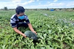Giá dưa hấu rớt thảm, hàng trăm hộ trồng dưa hấu ở Gia Lai đang phải đổi mặt với một “mùa dưa đắng”. Ảnh: TTXVN phát 