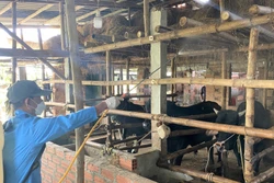 Xây dựng chuỗi, vùng chăn nuôi an toàn dịch bệnh
