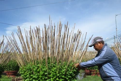 Làng hoa cúc Ninh Giang tất bật chuẩn bị vào vụ Tết