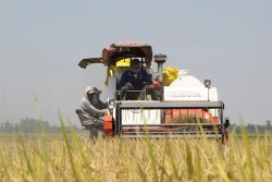 Long An phát triển mô hình cánh đồng lớn