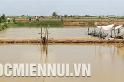 Phương pháp nuôi tôm trong mùa mưa