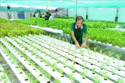 Trồng rau thủy canh xuất khẩu sang Hàn Quốc