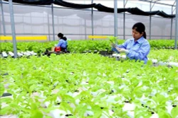 Trồng rau thủy canh - hướng phát triển nông nghiệp sạch tại Thanh Hóa