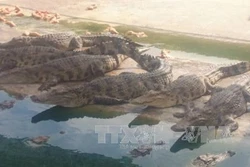 Bảo tồn động vật hoang dã: Nguy cơ nhìn từ việc gây nuôi cá sấu
