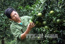 Cho những mùa quả vàng!