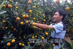 Thu tiền tỷ từ trồng quất
