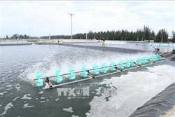 Nuôi tôm thâm canh cho thu nhập cao ở vùng ven biển