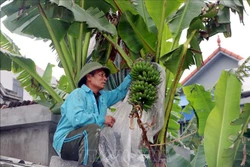 Vườn chuối hơn 2 sào của ông Trần Xuân Lưu, xã Hòa Hậu, huyện Lý Nhân (Hà Nam) cũng chỉ thu hoạch được 2 buồng vào dịp Tết Nguyên đán Tân Sửu. Ảnh: Nguyễn Chinh - TTXVN