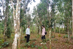 Một vườn chè cổ thụ đặc trưng ở vùng Cùa, thuộc xã Cam Chính, huyện Cam Lộ. Nguồn: quangtritv.vn