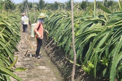 Chăm sóc thanh long tại xã Tân Bình Thạnh, huyện Chợ Gạo. Ảnh: Minh Trí-TTXVN 
