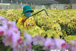 Thủ phủ hoa Lâm Đồng chuẩn bị cho đợt cao điểm vụ Tết