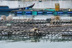 Mô hình nuôi hàu Thái Bình Dương treo dây trên bè nổi khu vực Đầm Nại (huyện Ninh Hải, Ninh Thuận). Ảnh: Nguyễn Thành – TTXVN