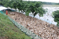 Đồng Tháp nuôi vịt chạy đồng lấy trứng thu nhập cao