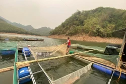 Nuôi cá lồng giúp người dân xứ Thanh thoát nghèo