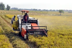 Tư duy mới trên cánh đồng cũ ở Kiên Giang