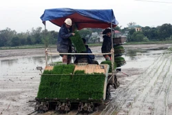 Áp dụng mạ khay, cấy máy giúp nông dân giảm chi phí sản xuất