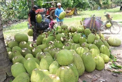 Thu hoạch mít Thái tại huyện Thanh Bình (Đồng Tháp). Ảnh: Nguyễn Văn Trí-TTXVN