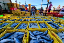Cá được bày bán tại cảng cá Đông Hải (phường Đông Hải, thành phố Phan Rang - Tháp Chàm). Ảnh: Nguyễn Thành - TTXVN