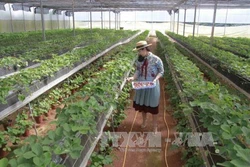 Xây dựng nông trường nông nghiệp công nghệ cao ở Đà Lạt