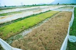 Hàng trăm ha mạ ở Hải Phòng bị chết do ảnh hưởng của thời tiết