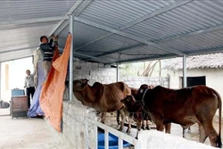 Tuyên Quang chủ động phòng chống đói, rét cho vật nuôi