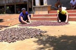 Hiệu quả kinh tế cao từ mô hình trồng cây sachi