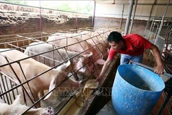 Thứ trưởng Phùng Đức Tiến: Sẽ có sản phẩm tái đàn trong tháng 1/2020