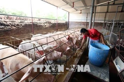 Khuyến cáo người chăn nuôi không găm hàng chờ giá lợn tăng cao