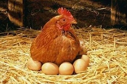 Kinh nghiệm làm gà ta bỏ ấp sau khi đẻ
