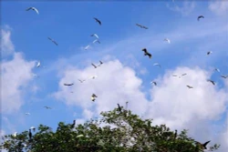 Bảo tồn vườn chim độc đáo trong lòng thành phố Cà Mau
