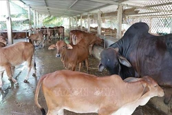 Xây dựng thương hiệu “Bò Ba Tri”