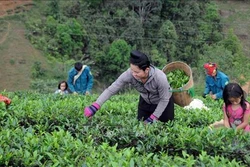 Quỹ Hỗ trợ nông dân giúp người dân huyện Thuận Châu phát triển kinh tế