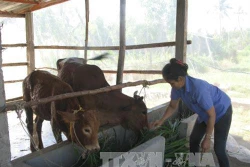 Phòng bệnh ký sinh trùng đường máu ở bò