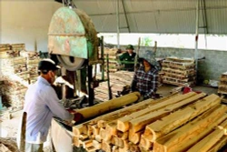Thái Nguyên: Khuyến khích người trồng rừng sản xuất gắn với chế biến lâm sản