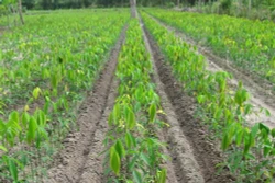 Kỹ thuật trồng và chăm sóc cây cao su