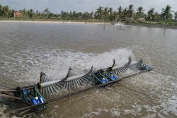 Cà Mau thực hiện nhiều giải pháp phát triển nghề nuôi tôm