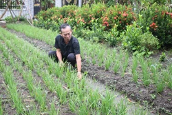 Mô hình trồng rau màu của hộ đồng bào dân tộc Khmer tại xã Lương Tâm, huyện Long Mỹ (Hậu Giang). Ảnh: Hồng Thái - TTXVN