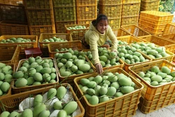 Tuân thủ tiêu chuẩn, chất lượng để thúc đẩy xuất khẩu trái cây Việt Nam