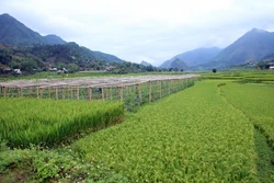 Lai Châu khơi dậy tiềm năng phát triển nông nghiệp nơi vùng cao biên giới