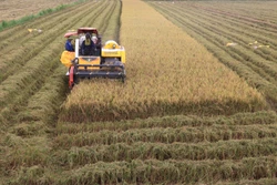 Thu hoạch vụ lúa Đông Xuân trên cánh đồng xã Tân Nghĩa, huyện Cao Lãnh, tỉnh Đồng Tháp. Ảnh: Nguyễn Văn Trí - TTXVN