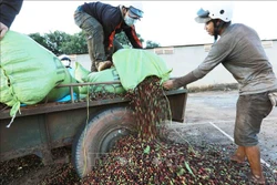 Gia Lai xuất khẩu cà phê tăng cả về lượng và giá trị