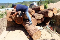 Hơn chục lóng gỗ lậu mới khai thác, tập kết tại mỏ khai thác cát, sỏi 87 thuộc xã Đăk Pxi, huyện Đăk Hà (Kon Tum). Ảnh: Cao Nguyên - TTXVN