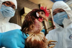 Những cảnh báo ban đầu về khả năng lây lan virus H5N1 ở người