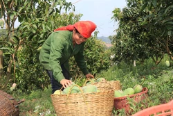 Sơn La trồng xoài theo chuỗi liên kết giúp khâu tiêu thụ thuận lợi