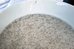 Ninh Thuận phát triển tôm giống thành sản phẩm nông nghiệp chủ lực