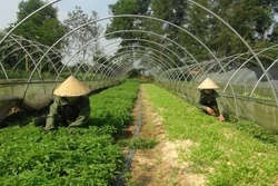 Quảng Bình: Đôi vợ chồng trẻ làm giàu từ trồng rau sạch