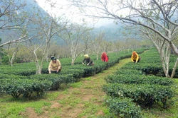Đồng bào tái định cư Tân Lập hồ hởi đón Tết