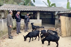 Nhờ kết hợp đa dạng các mô hình trong sản xuất nông nghiệp, gia đình anh Hồ Văn Trường ở bản Huổi Sen, xã Mường So, huyện Phong Thổ đã thoát khỏi diện hộ nghèo. Ảnh: Việt Hoàng-TTXVN