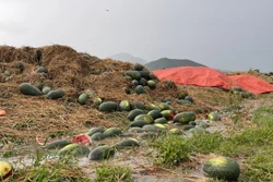 Gia Lai: Đề nghị hỗ trợ nông dân trồng dưa hấu bị thiệt hại do mưa lớn