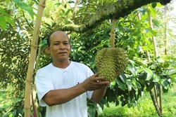 Huyện miền núi Khánh Sơn khởi sắc từ thương hiệu sầu riêng cơm vàng, hạt lép